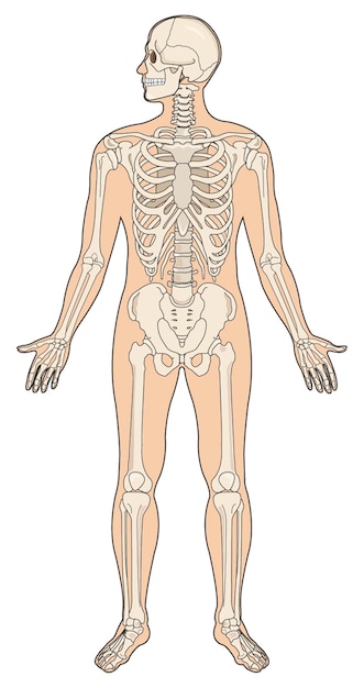 Vector diagrama que muestra el sistema esquelético