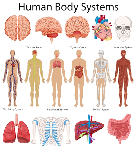 Vector diagrama que muestra los sistemas del cuerpo humano