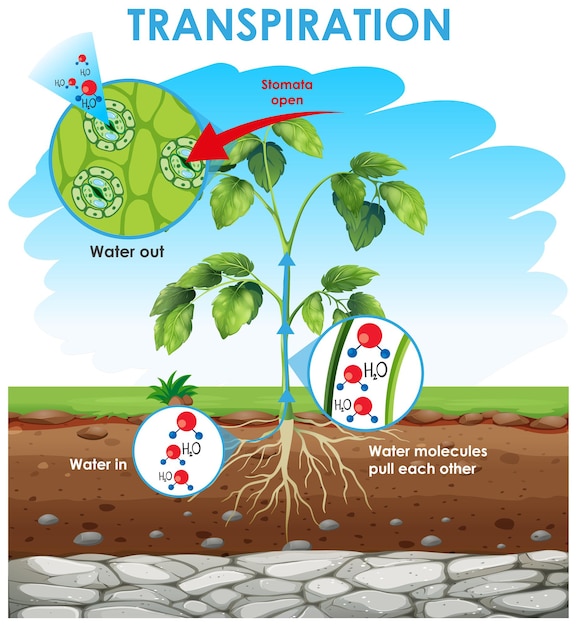 Vector diagrama que muestra la transpiración en la planta.