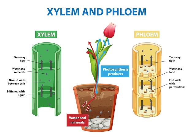 Diagrama que muestra el xilema y el floema en la planta