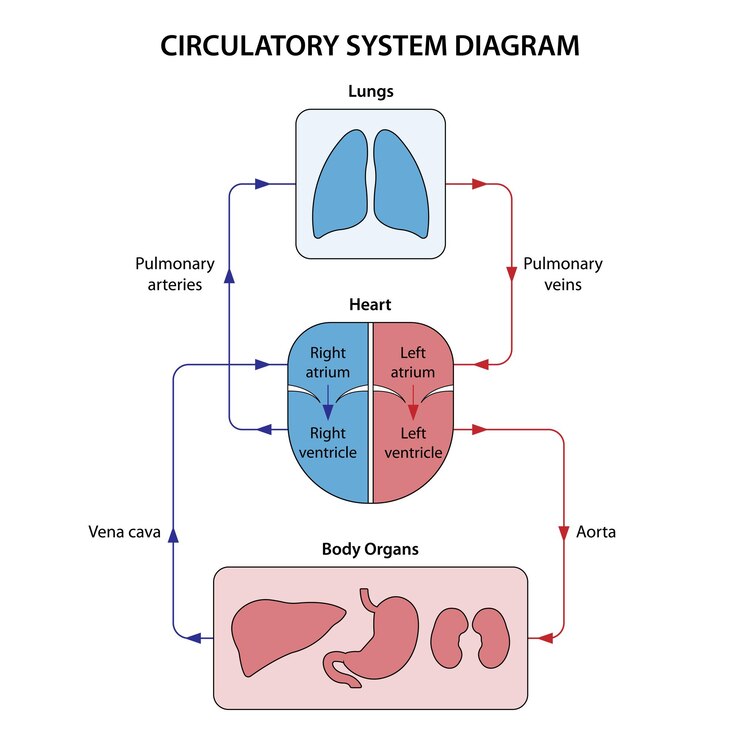 Vector diagrama del sistema circulatorio etiquetado