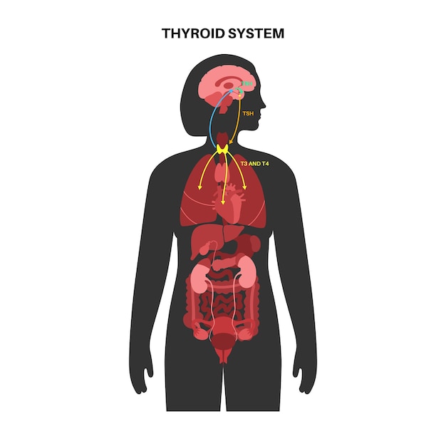 Diagrama del sistema de la glándula tiroides. Ilustración del vector de producción de calcitonina y hormonas T3, T4.