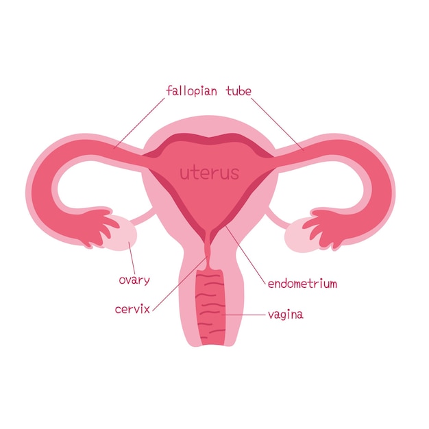 Vector diagrama del sistema reproductor femenino.