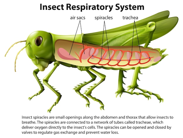 Vector diagrama del sistema respiratorio del saltamontes