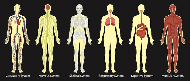 Diagrama de sistemas en el cuerpo humano