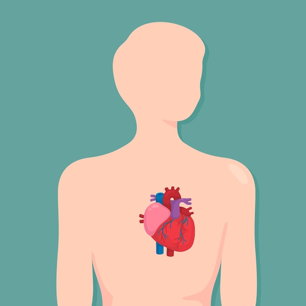 Diagrama de un solo corazón en el cuerpo en el tema científico kawaii doodle dibujos animados vectoriales