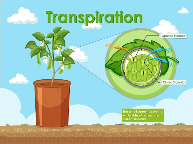 Vector diagrama de transpiración en planta.