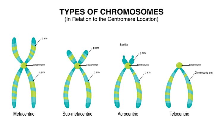 Vector diagrama de ubicación de tipos de cromosomas en relación con el centrómero infográfico
