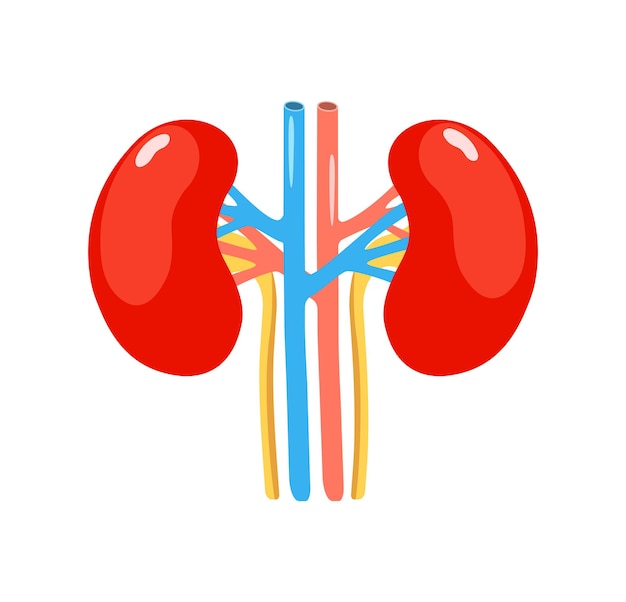 Diagrama vectorial de la función renal humana