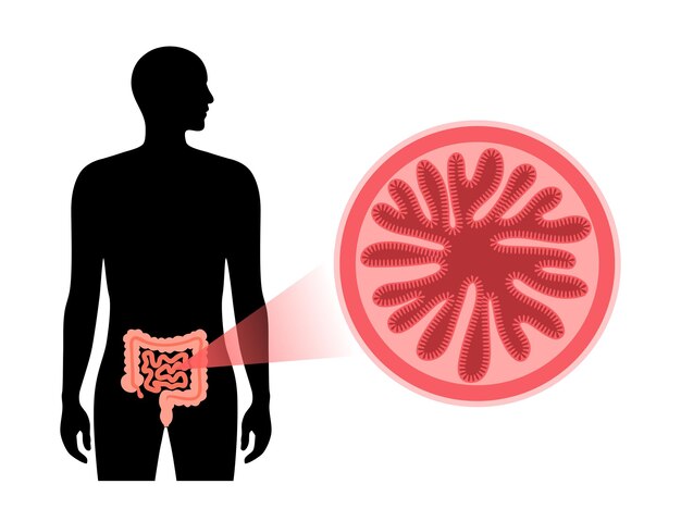 Diagrama de vellosidades intestinales. superficie de las paredes intestinales. sección transversal del intestino delgado