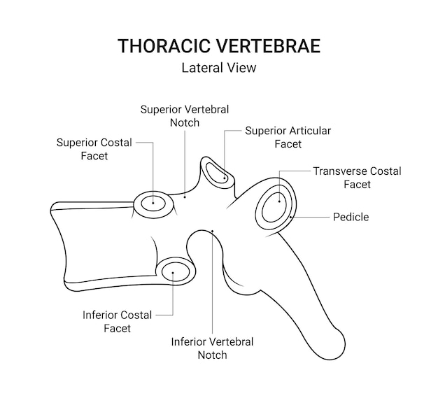 Diagrama de las vértebras torácicas vista lateral en el arte de la línea