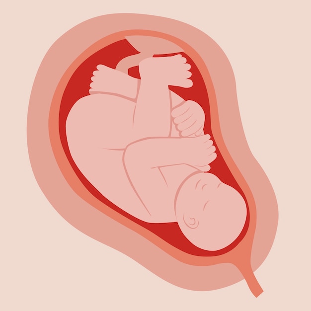 Dibujado a mano adorable ilustración de feto