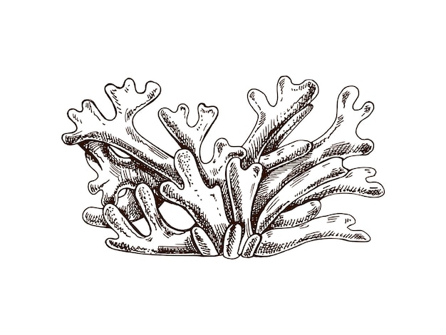 Dibujado a mano Algas Codium plantas botánicas marinas Esbozo vectorial en blanco y negro