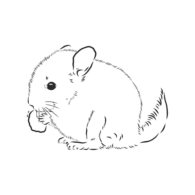 Dibujado a mano antiguo grabado imitación chinchilla animal dibujo vectorial ilustración