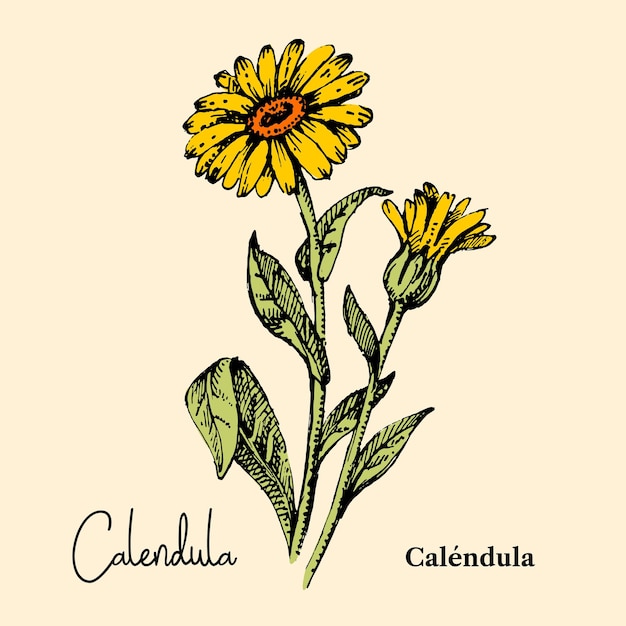 Dibujado a mano boceto botánico de flores silvestres de fondo ilustración vectorial de la hierba medicinal calendula flor