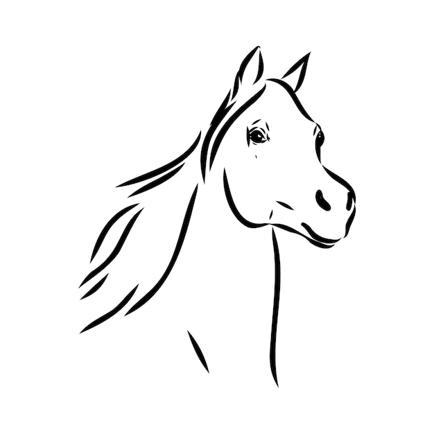 Dibujado a mano de boceto de caballo árabe con pluma en formato vectorial eps