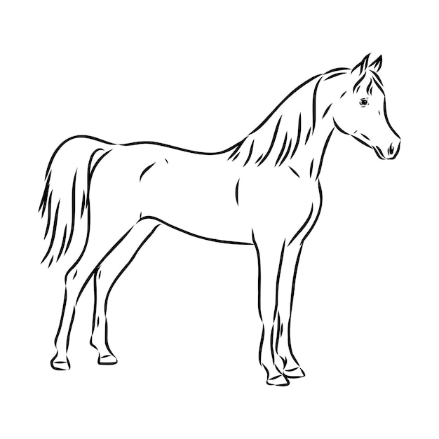 Dibujado a mano de boceto de caballo árabe con pluma en formato vectorial eps