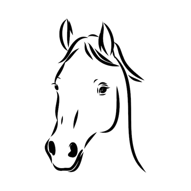 Dibujado a mano de boceto de caballo árabe con pluma en formato vectorial eps