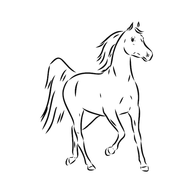 Dibujado a mano de boceto de caballo árabe con pluma en formato vectorial eps