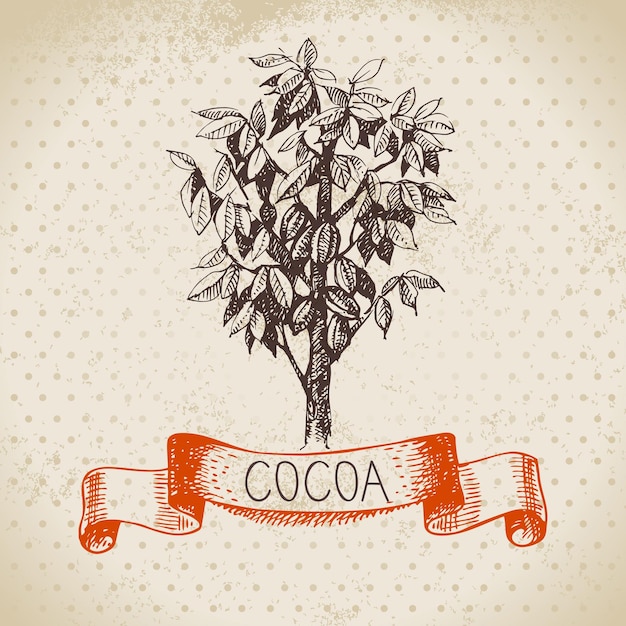 Vector dibujado a mano boceto de cacao producto de chocolate fondo vintage ilustración vectorial de natural saludable