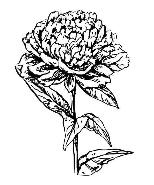 Dibujado a mano y boceto Flor de peonía Blanco y negro con ilustración de dibujo a mano de arte lineal