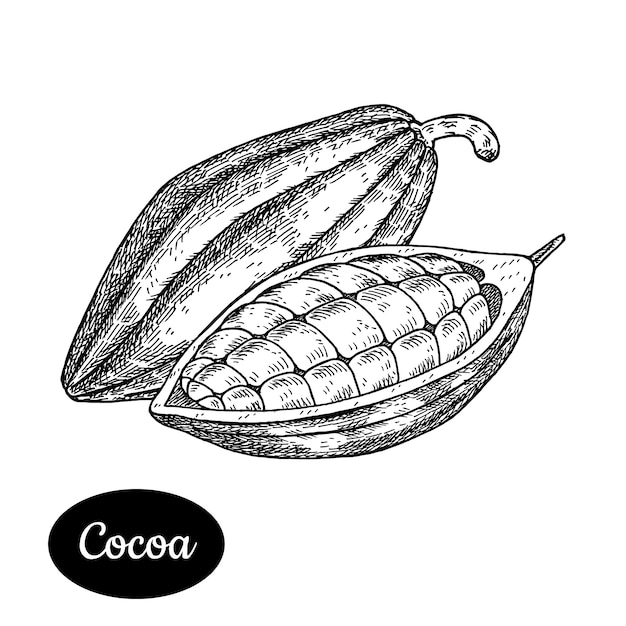 Dibujado a mano de cacao.