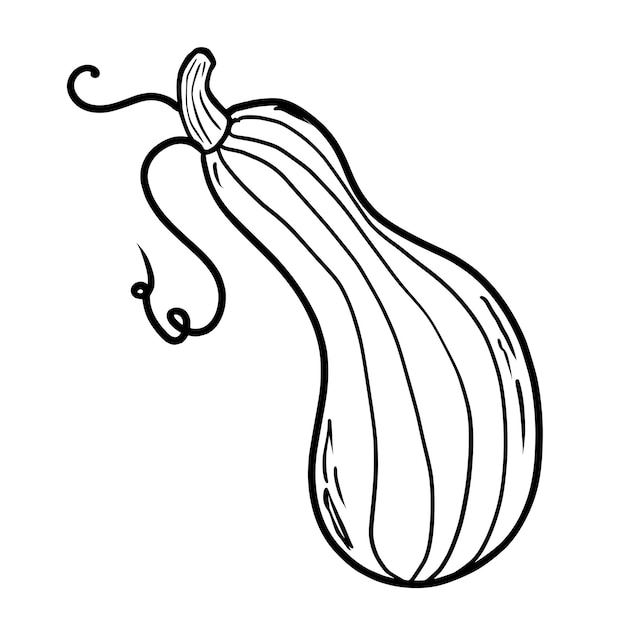 Dibujado a mano de calabaza Ilustración vectorial en estilo moderno Calabaza festiva Vegetable de otoño