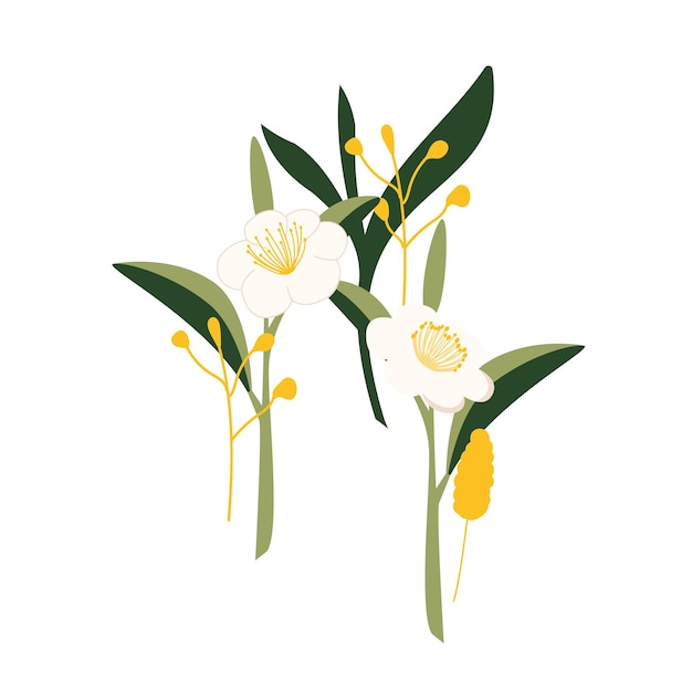 Dibujado a mano por Camellia sinensis Rama de té verde Flor china con pétalos Ilustración de flor de dibujos animados aislada en un fondo blanco