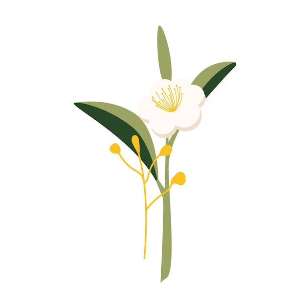 Dibujado a mano por camellia sinensis rama de té verde flor china con pétalos ilustración de flor de dibujos animados aislada en un fondo blanco