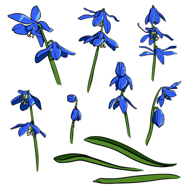 Dibujado a mano campanillas squill flores primavera azul scilla flores ilustración vectorial