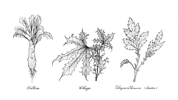 Vector dibujado a mano de celtuce, chaya y crisantemo