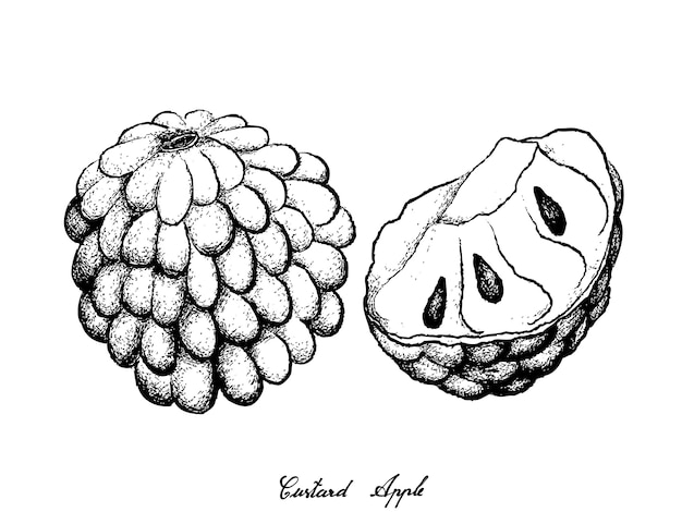 Dibujado a mano de chirimoya madura