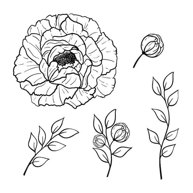 Dibujado a mano conjunto de flores de peonías, hojas aisladas sobre fondo blanco. Ilustración de esbozo de doodle de vector decorativo. Concepto de arte de línea floral