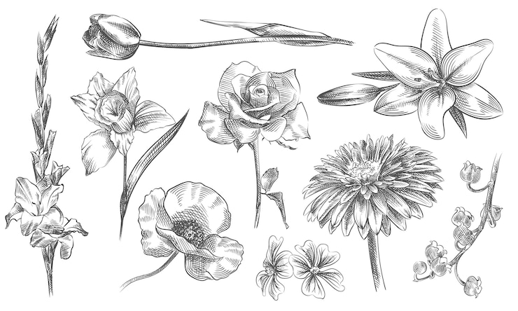 Vector dibujado a mano conjunto de flores y plantas. el conjunto incluye rosas, manzanilla, orquídea, crisantemos, tulipán, lirio, cala, papaver, rosa china, lirio de los valles