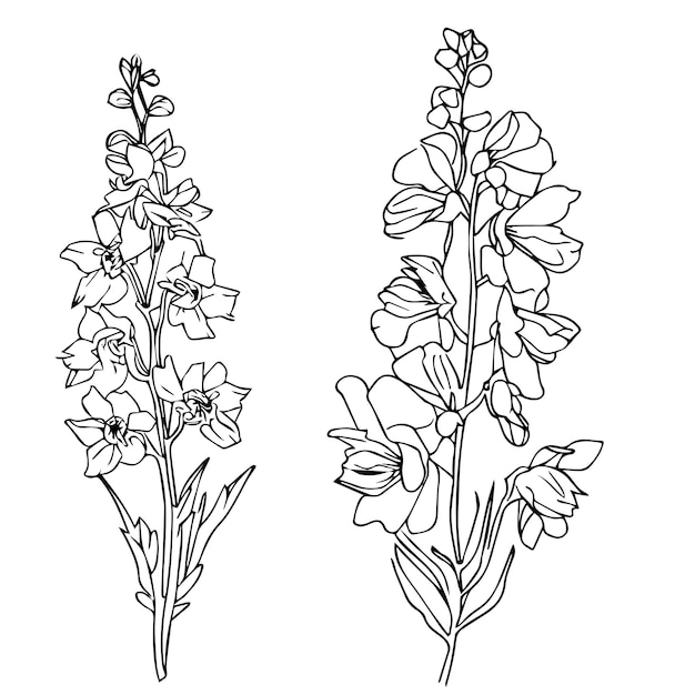 dibujado a mano delphinium flor ilustración botánica larkspur flor para colorear larkspur