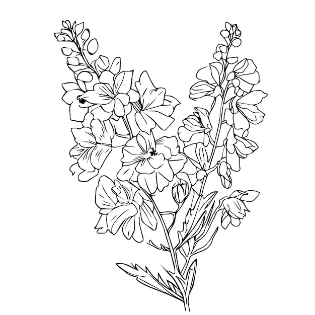 dibujado a mano delphinium flor ilustración botánica larkspur flor para colorear larkspur