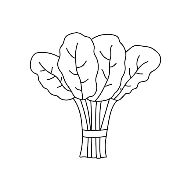 Vector dibujado a mano dibujado por niños ilustración vectorial de dibujos animados icono de espinaca aislado en fondo blanco
