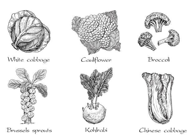 Dibujado a mano diferentes tipos de repollo en blanco