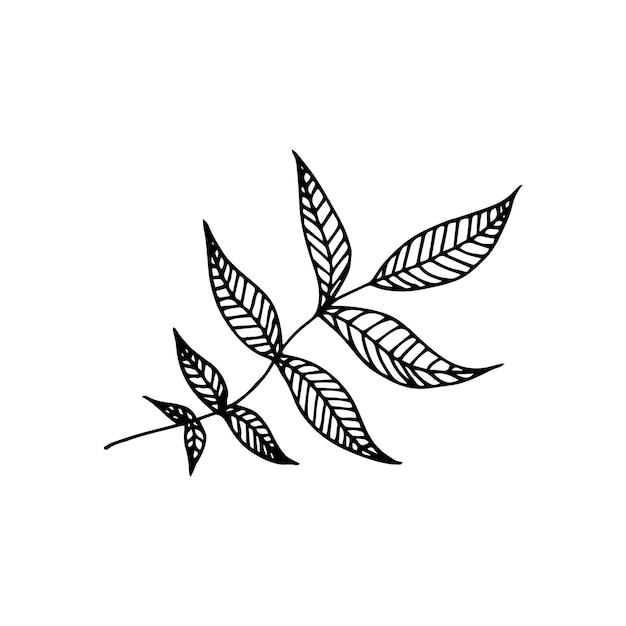 Dibujado a mano doodle hoja Vector clipart con rama