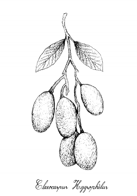 Dibujado a mano de Elaeocarpus Hygrophilus