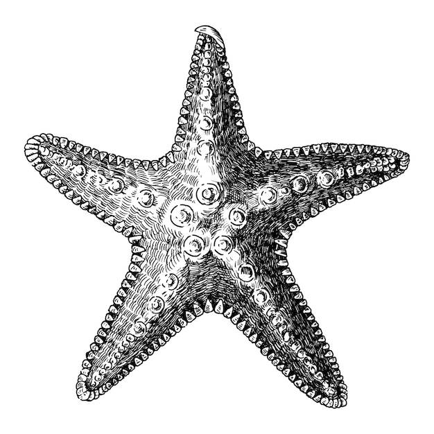 Dibujado a mano estrella de mar aislado