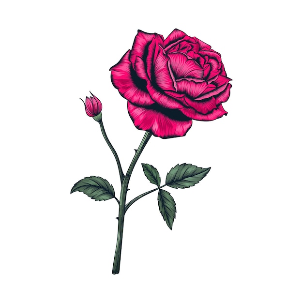 Dibujado a mano flor color de rosa y hojas ilustración de dibujo aislado en  blanco | Vector Premium