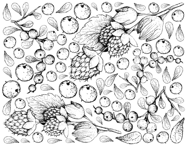 Dibujado a mano de frambuesas doradas del Himalaya y frutas Flueggea Virosa