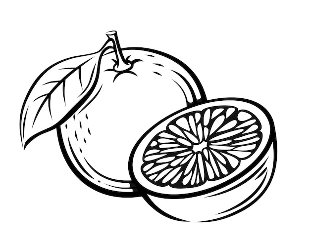 Dibujado a mano de fruta de línea naranja.