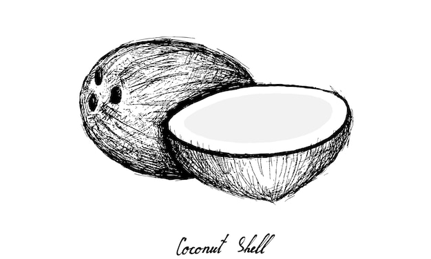 Vector dibujado a mano de frutas de coco sobre fondo blanco.