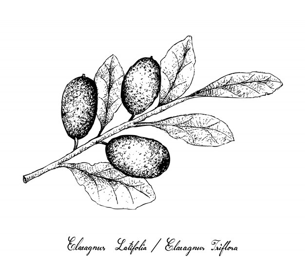 Dibujado a mano de frutas elaeagnus ebbingei sobre fondo blanco