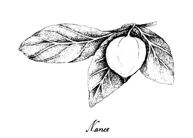 Dibujado a mano de frutas Nance sobre fondo blanco