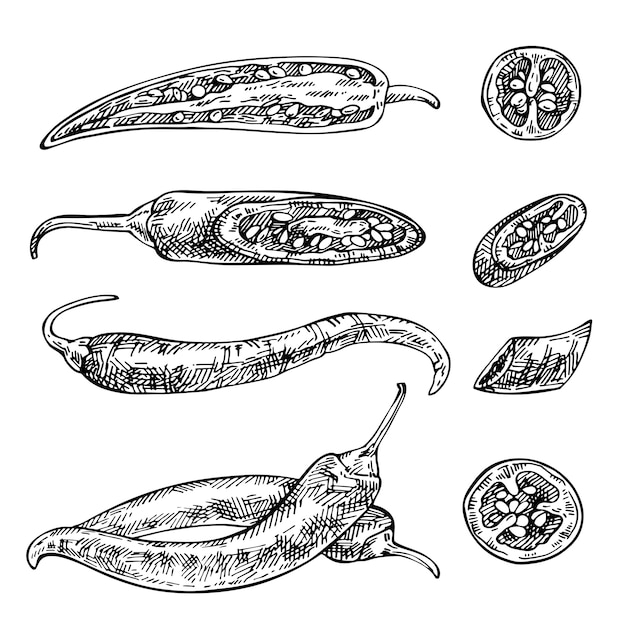 Dibujado a mano guindilla. Bosqueje los pimientos maduros y en rodajas. Ilustración vintage de alimentos.