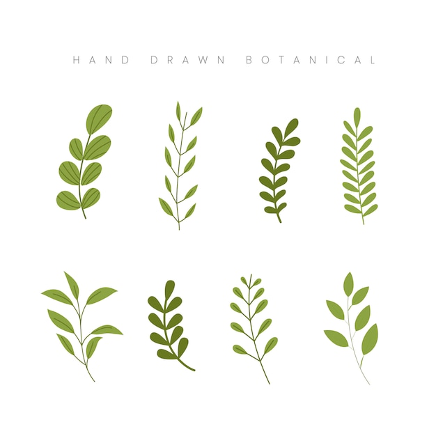 Vector dibujado a mano la hoja botánica de primavera deja ilustración floral verde