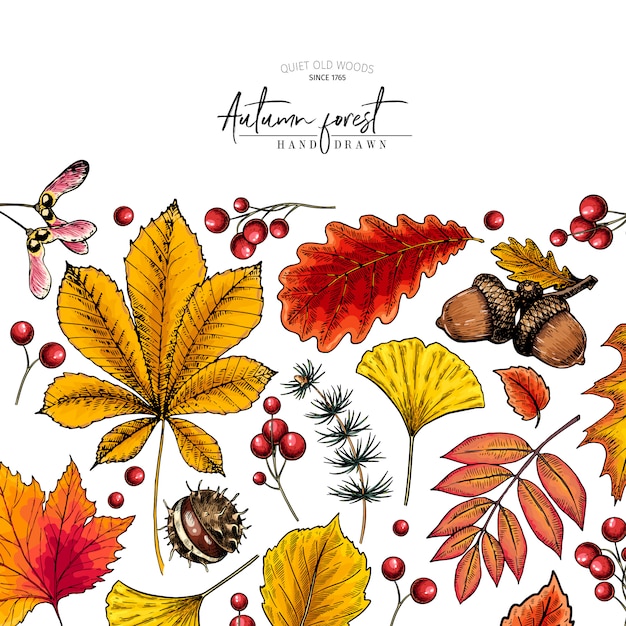 Dibujado a mano hoja de otoño. Vector colorido árbol de hojas.